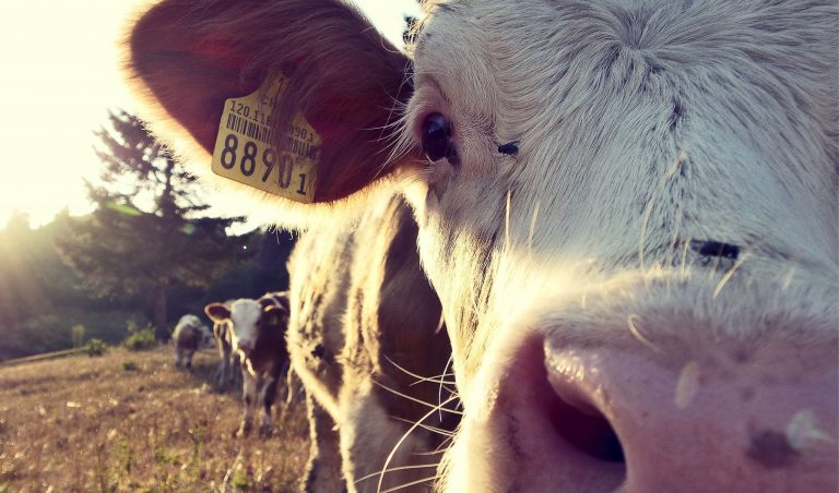 Celtic Green Energy: Agriculture - Beef