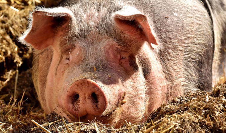 Celtic Green Energy: Agriculture - Livestock