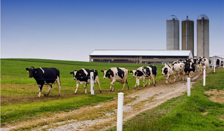 Celtic Green Energy: Agriculture