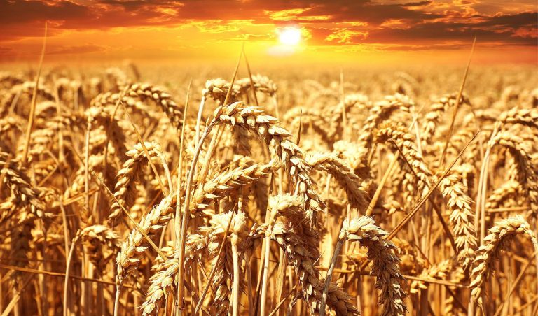 Celtic Green Energy: Agriculture - Arable and fodder