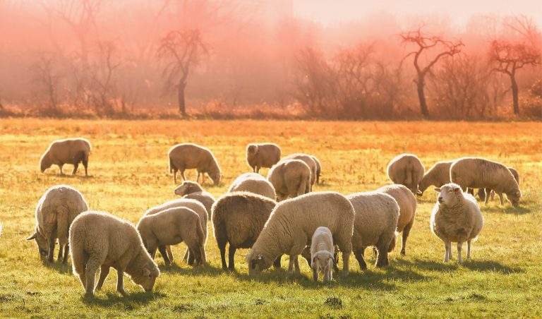 Celtic Green Energy: Agriculture - Livestock