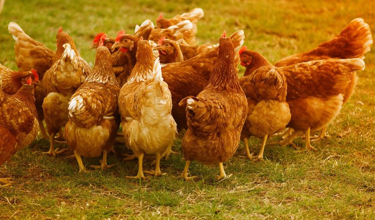 Celtic Green Energy: Agriculture - Poultry & Eggs